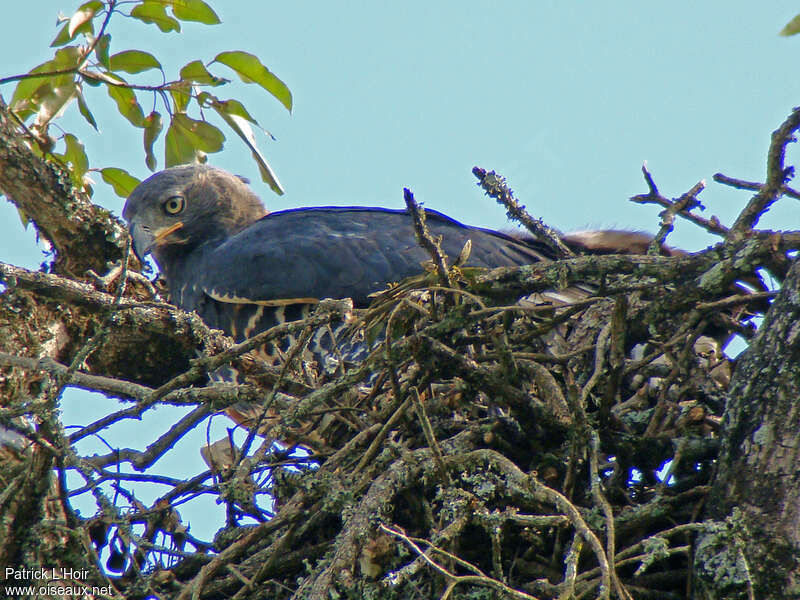 Crowned Eagleadult, Reproduction-nesting