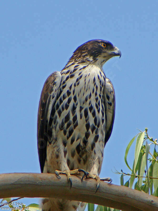 Ayres's Hawk-Eagleadult, identification