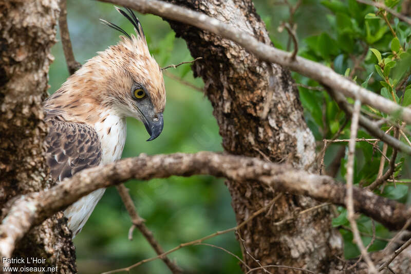 Changeable Hawk-Eaglejuvenile, close-up portrait