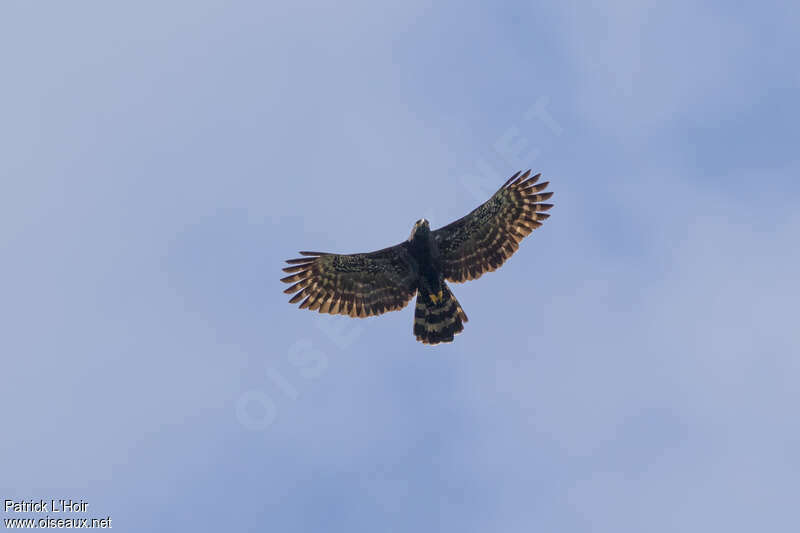 Black Hawk-Eagleadult, Flight