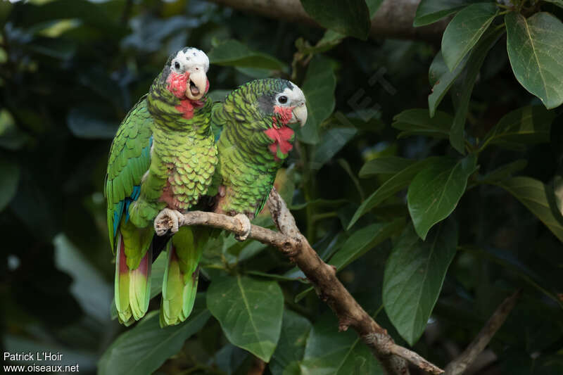Amazone de Cubaadulte, habitat, pigmentation