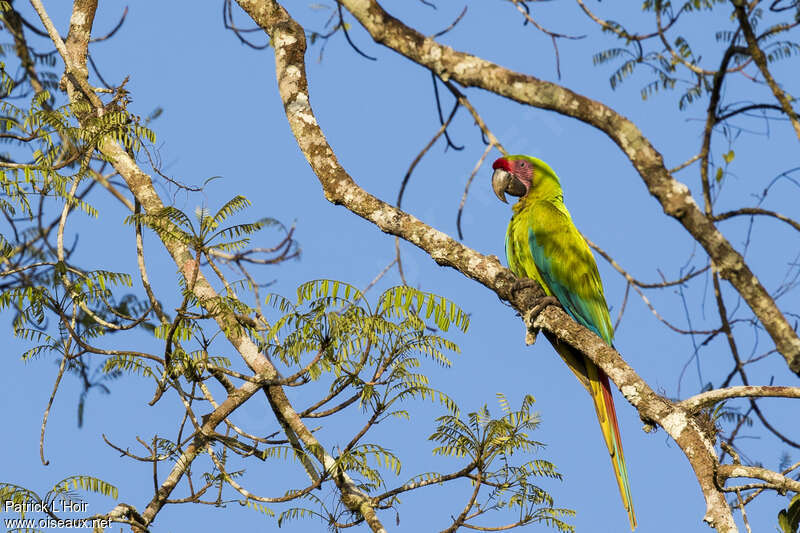 Great Green Macawadult, identification
