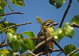 Yellow-fronted Tinkerbird