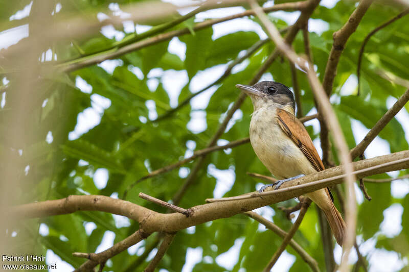 Rose-throated Becard female adult, identification