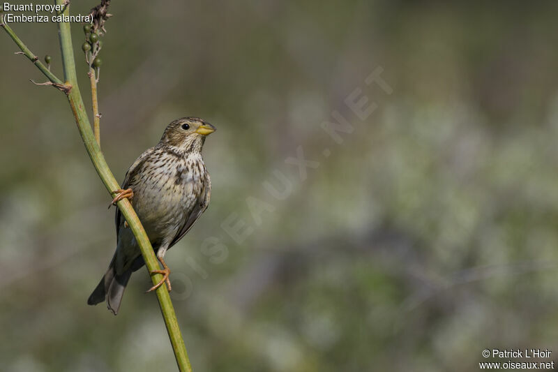 Corn Bunting male adult breeding, close-up portrait, song