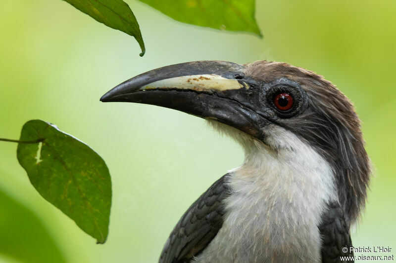 Sri Lanka Grey Hornbill female adult, close-up portrait