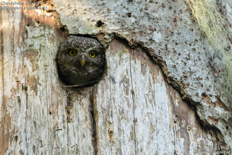 Eurasian Pygmy Owl female adult, Reproduction-nesting