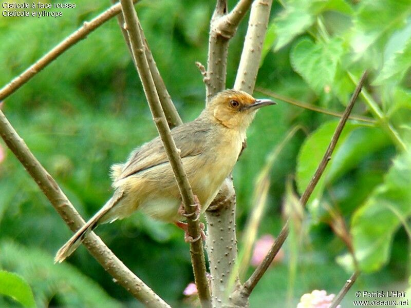 Red-faced Cisticolaadult, identification