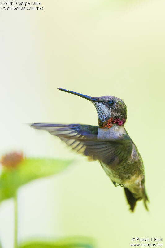 Ruby-throated Hummingbird male juvenile