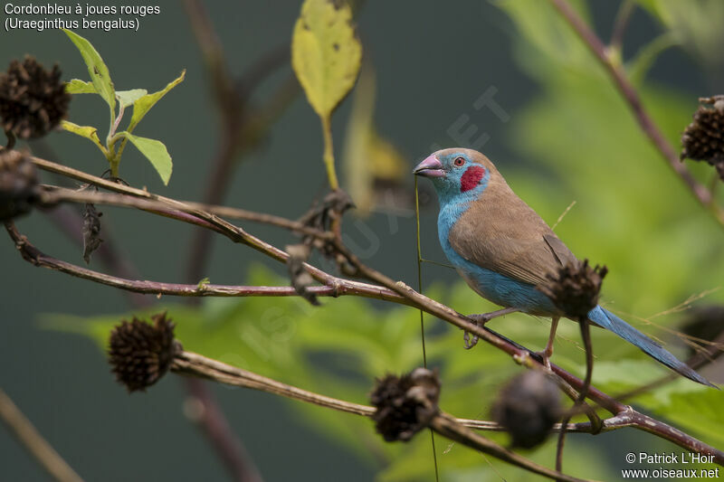 Red-cheeked Cordon-bleu male adult