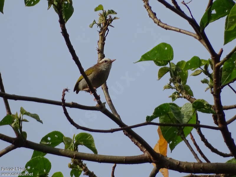 White-browed Crombec, identification