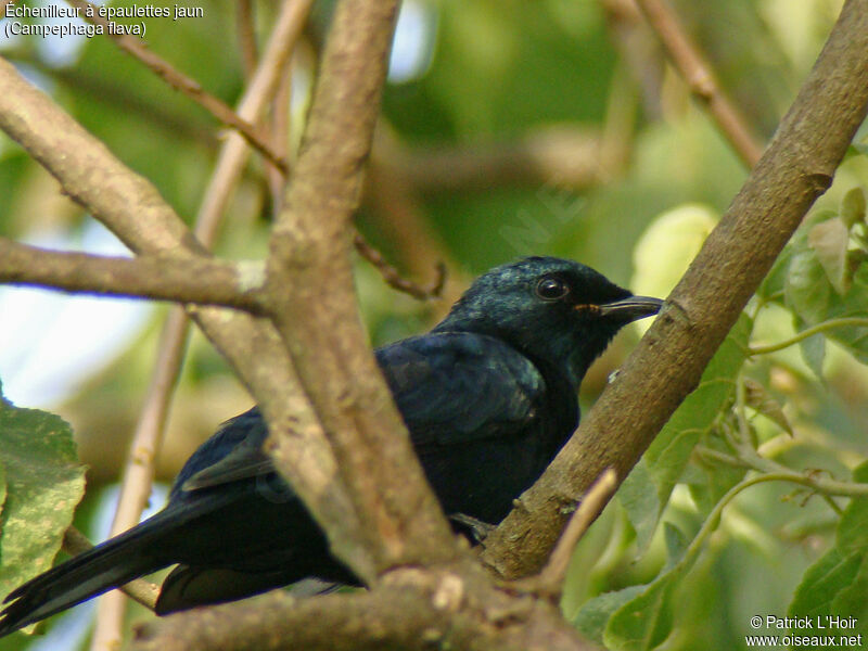 Black Cuckooshrike male adult