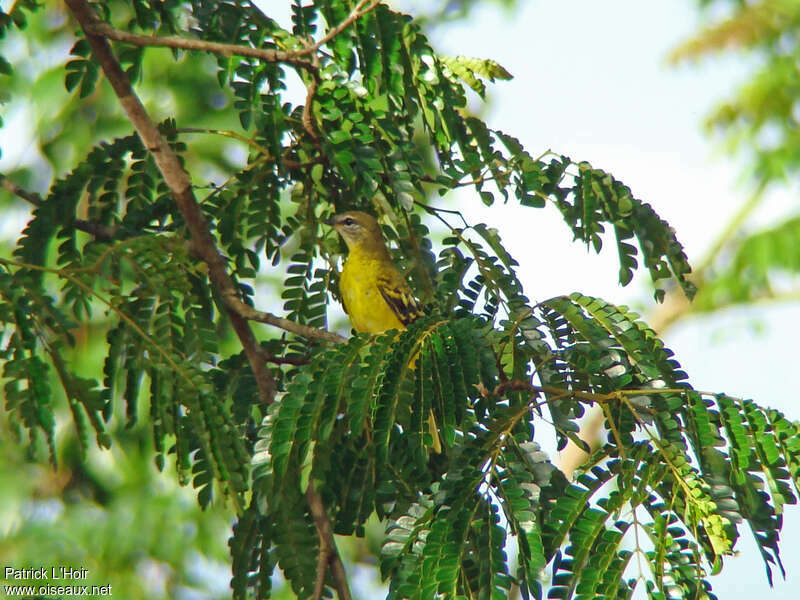Petit's Cuckooshrike female adult, habitat