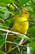 Little Yellow Flycatcher
