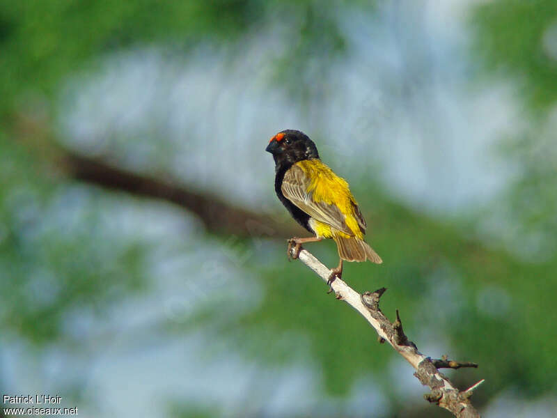 Fire-fronted Bishop male adult breeding, identification