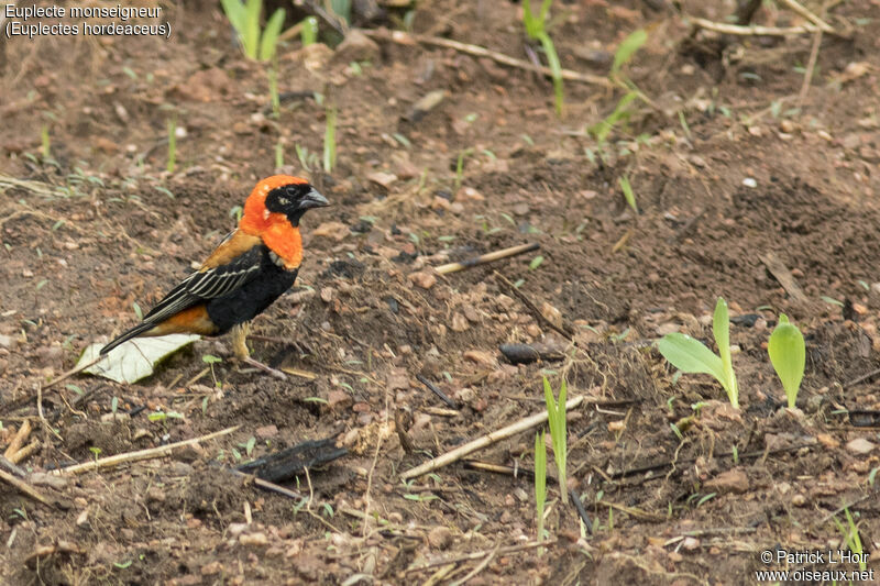 Black-winged Red Bishop male adult