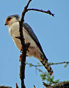 Pygmy Falcon