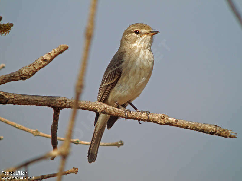Gambaga Flycatcher, identification