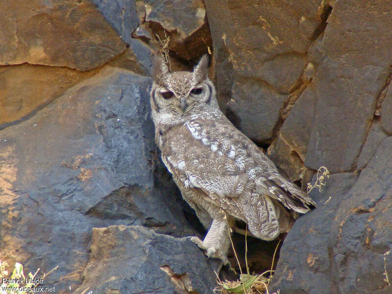 Spotted Eagle-Owl, identification