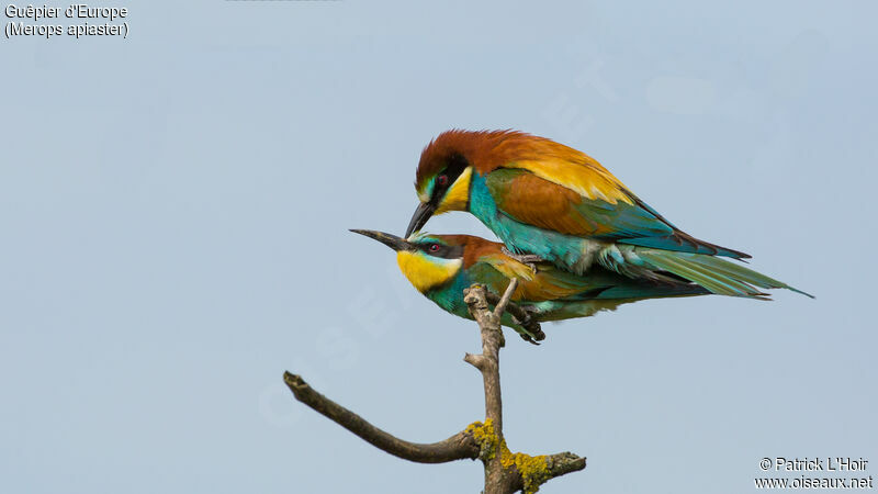 European Bee-eater adult breeding, Behaviour