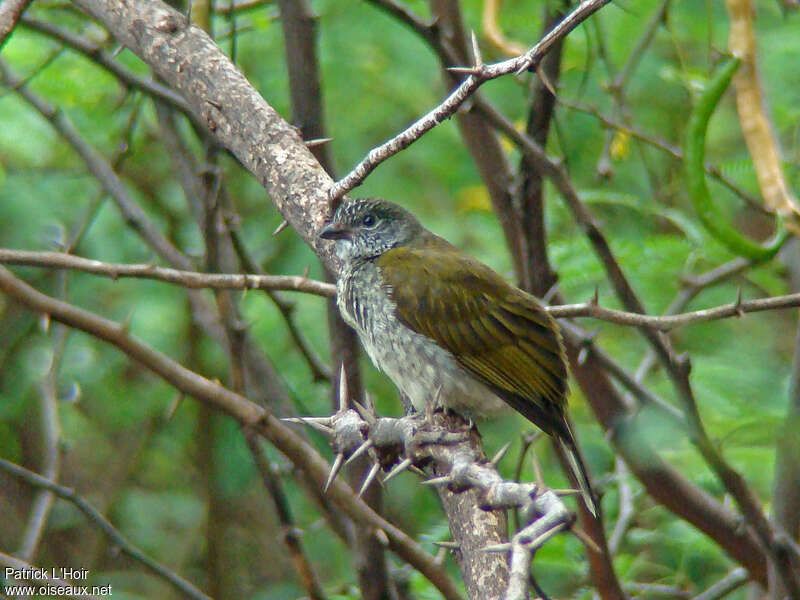 Scaly-throated Honeyguideadult, identification