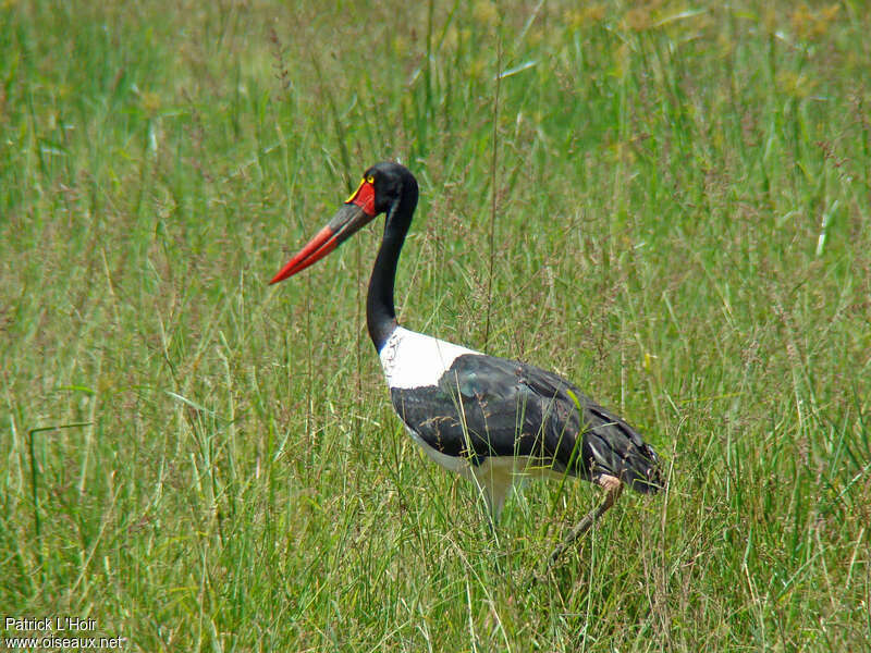 Saddle-billed Stork female adult, identification