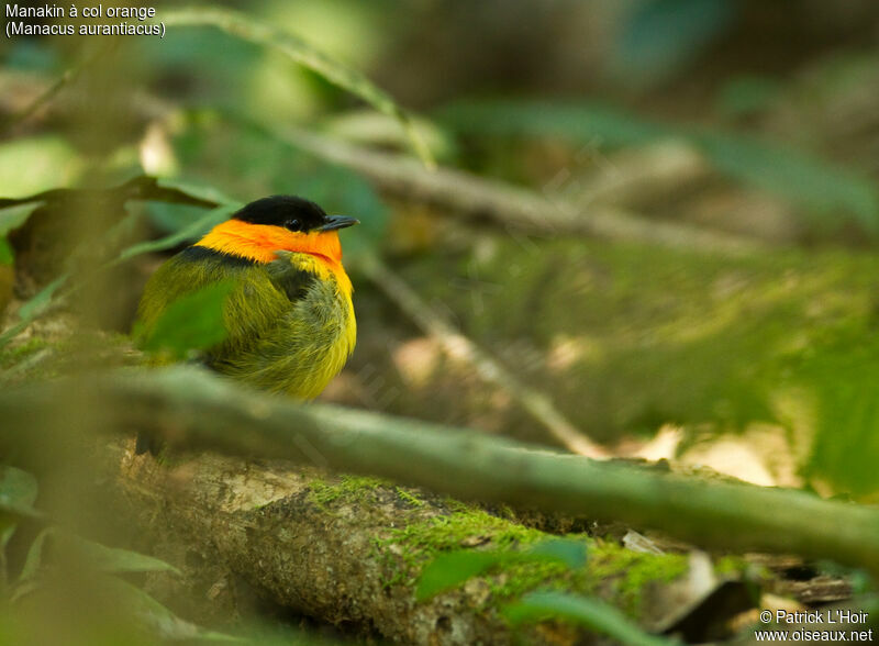 Orange-collared Manakin male adult