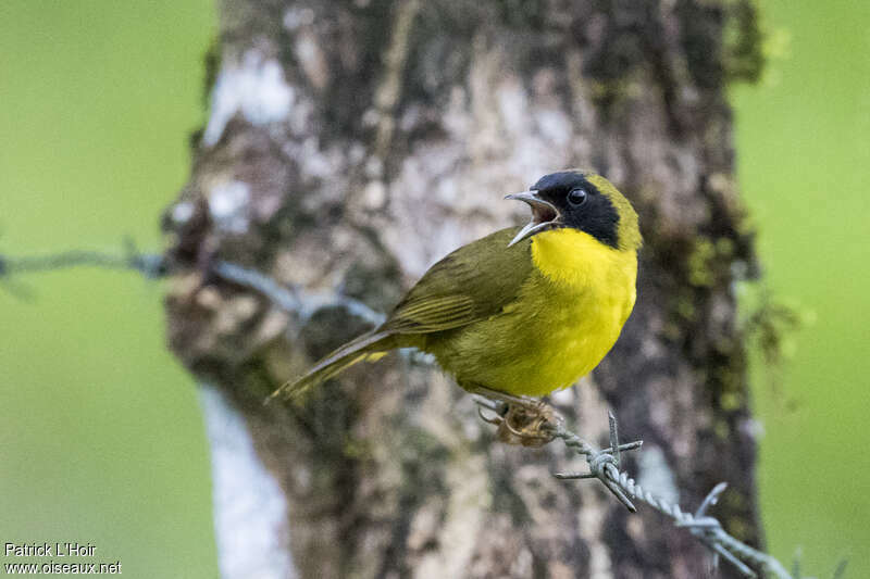 Olive-crowned Yellowthroat male adult, identification