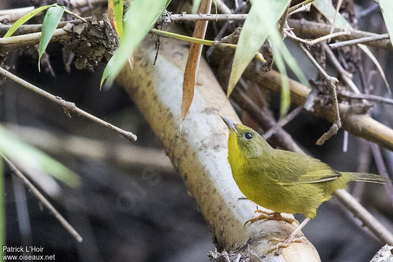 Olive-crowned Yellowthroat female adult, identification
