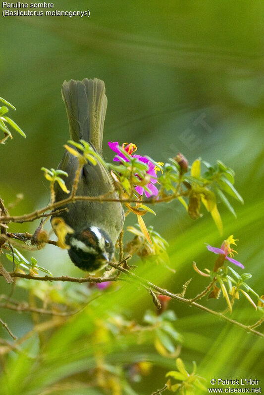 Black-cheeked Warbler