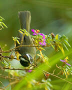 Black-cheeked Warbler