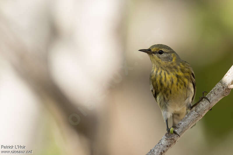 Cape May Warbler female, close-up portrait
