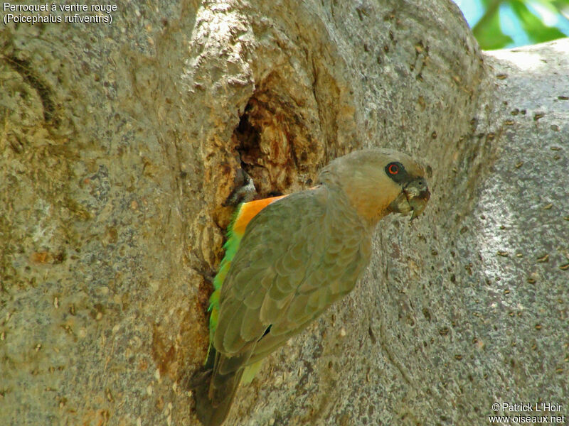 Red-bellied Parrot male adult, Reproduction-nesting