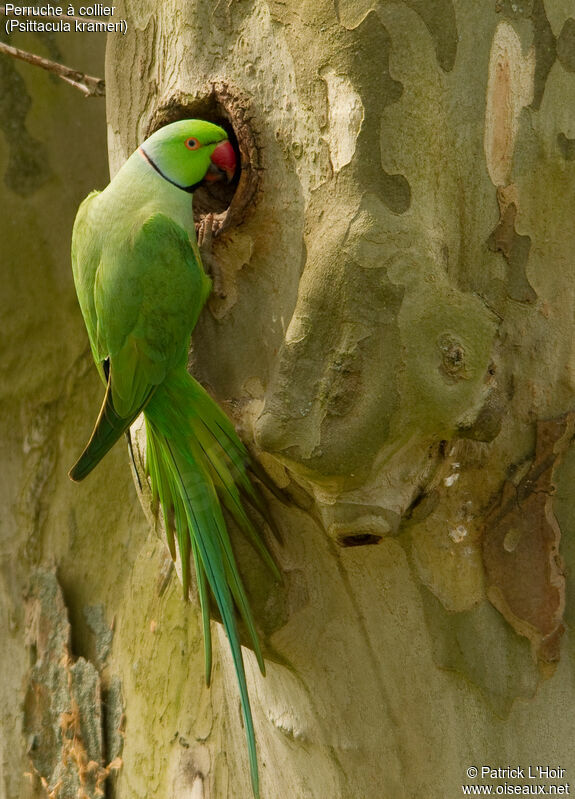 Rose-ringed Parakeet, Reproduction-nesting