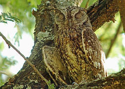 African Scops Owl