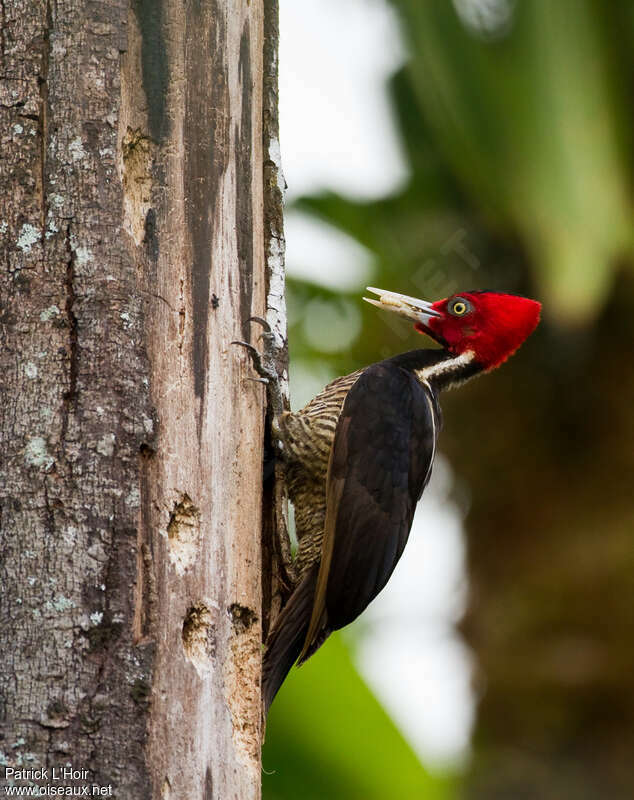 Pale-billed Woodpecker female adult, feeding habits