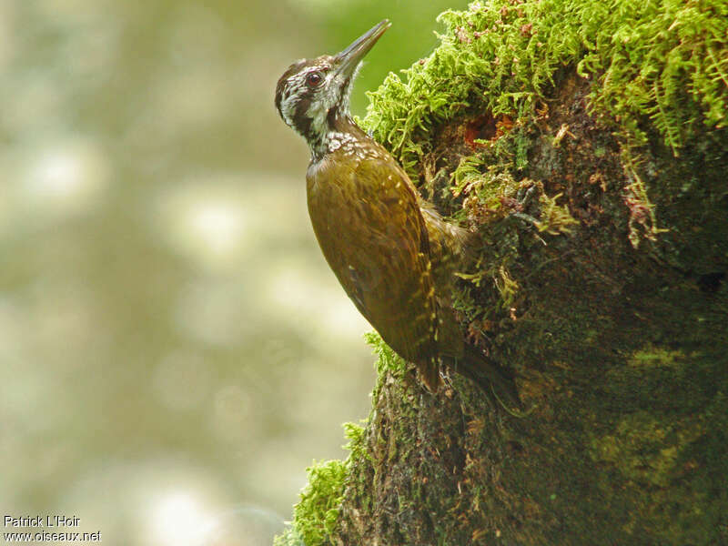 Yellow-crested Woodpecker female adult, feeding habits, eats