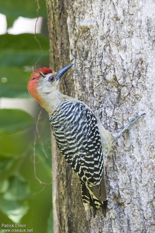 Red-crowned Woodpecker, identification