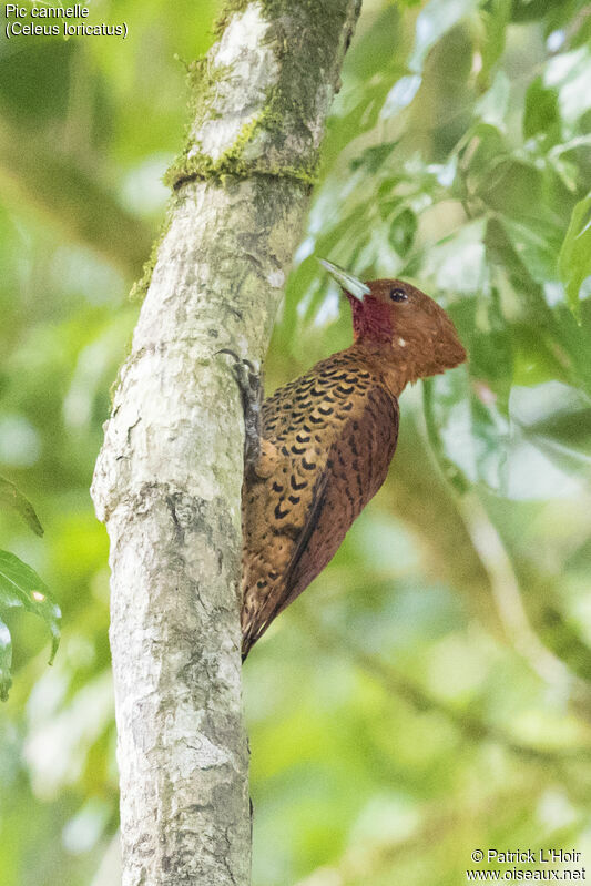 Cinnamon Woodpecker male adult