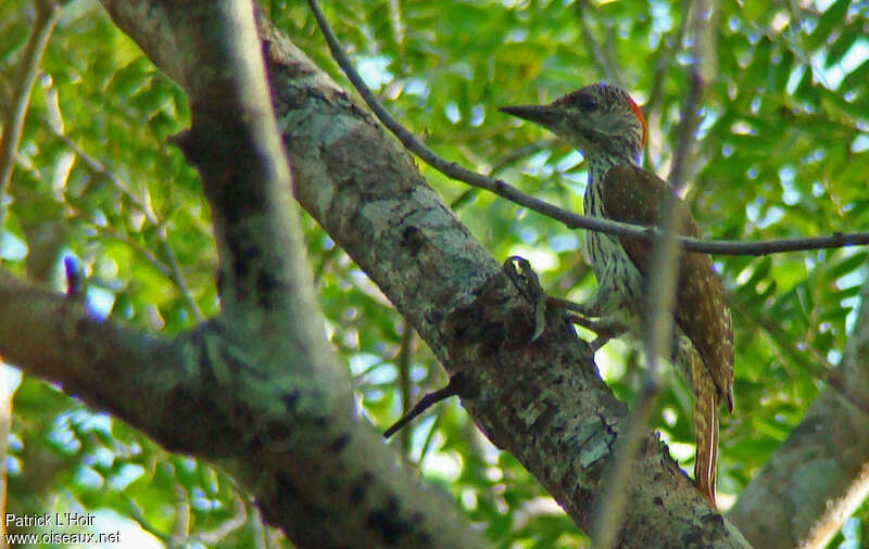 Mombasa Woodpecker female adult, identification, feeding habits