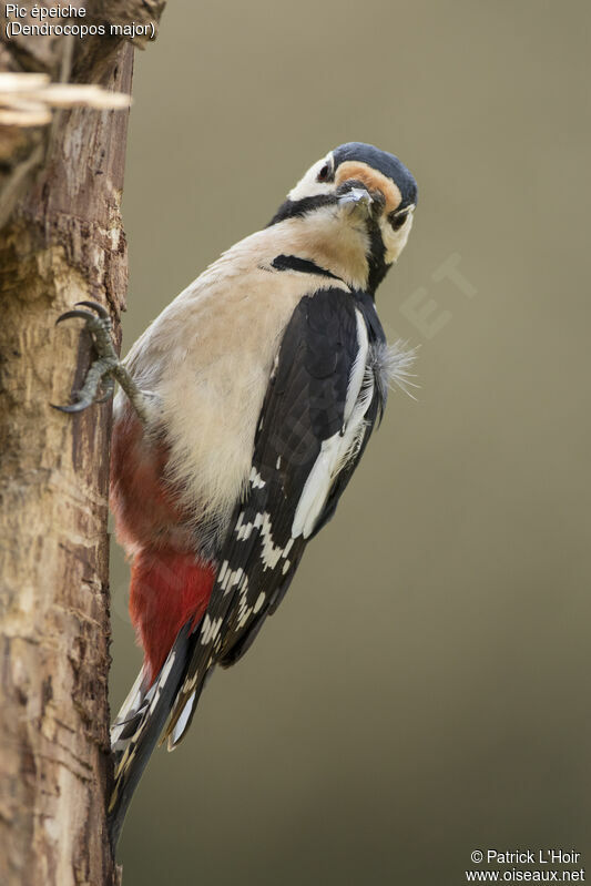 Great Spotted Woodpecker male adult, close-up portrait, eats