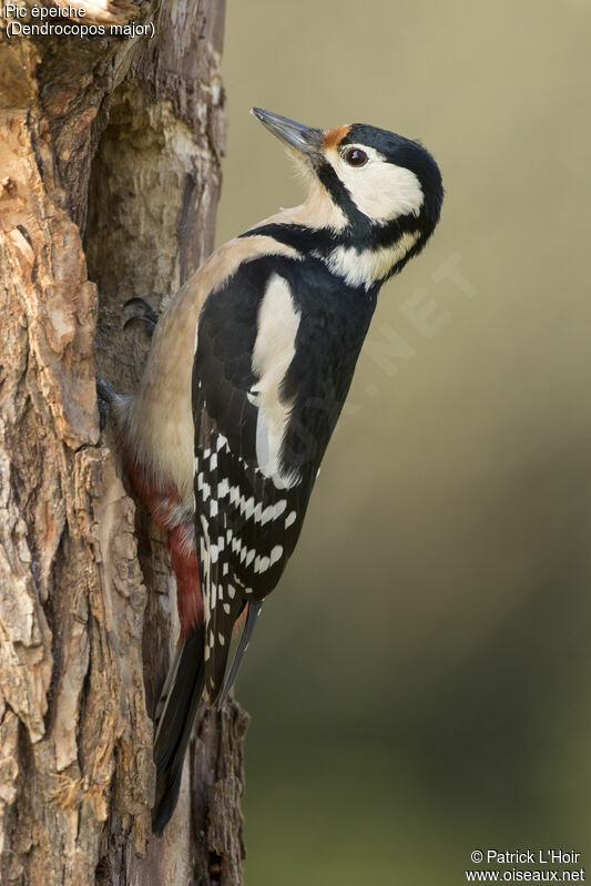 Great Spotted Woodpecker female adult, eats