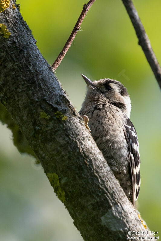 Lesser Spotted Woodpecker female adult