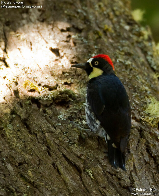 Acorn Woodpecker male adult