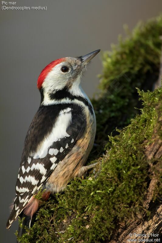 Middle Spotted Woodpeckeradult post breeding