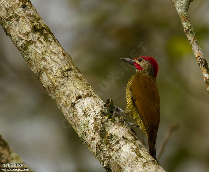Golden-olive Woodpecker male adult, identification
