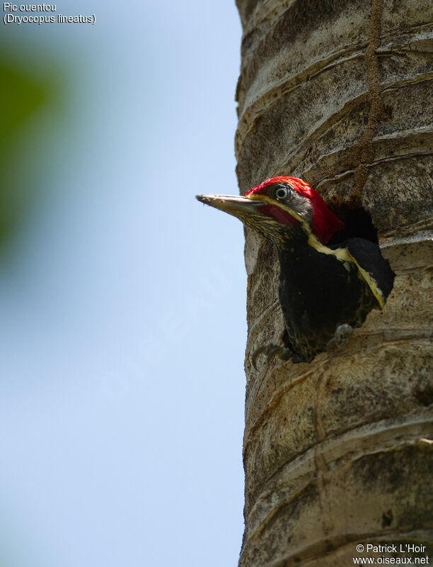 Lineated Woodpecker male adult, Reproduction-nesting