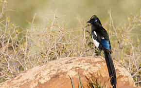 Maghreb Magpie