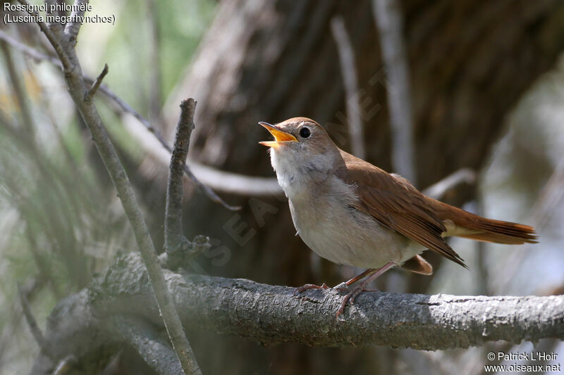 Common Nightingale, song