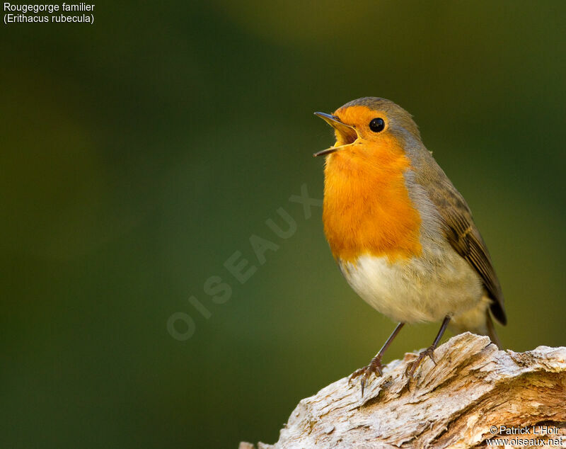 European Robin, identification, song, Behaviour